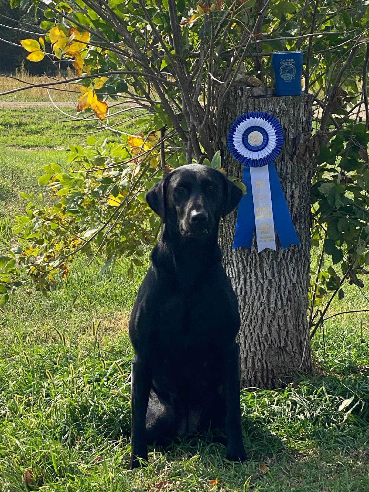 Valley Creeks Rosie Red Jewel QAA | Black Labrador Retriver