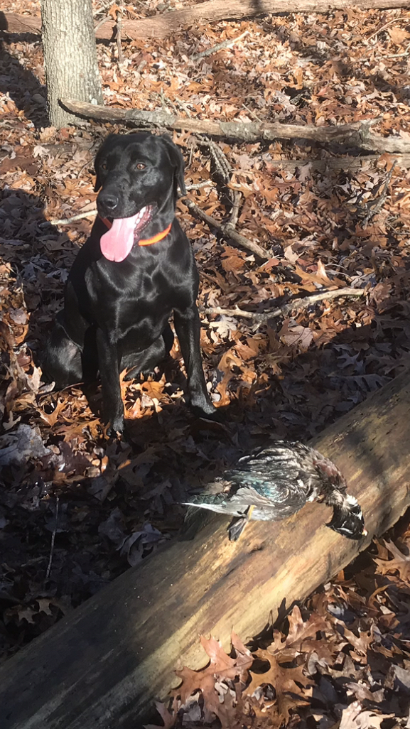 Kimber's Mini Eclipse | Black Labrador Retriver