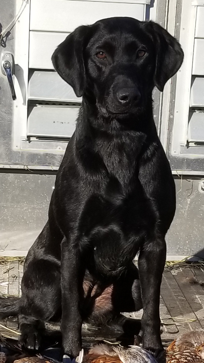 Mullys Outlaw Tess MH | Black Labrador Retriver