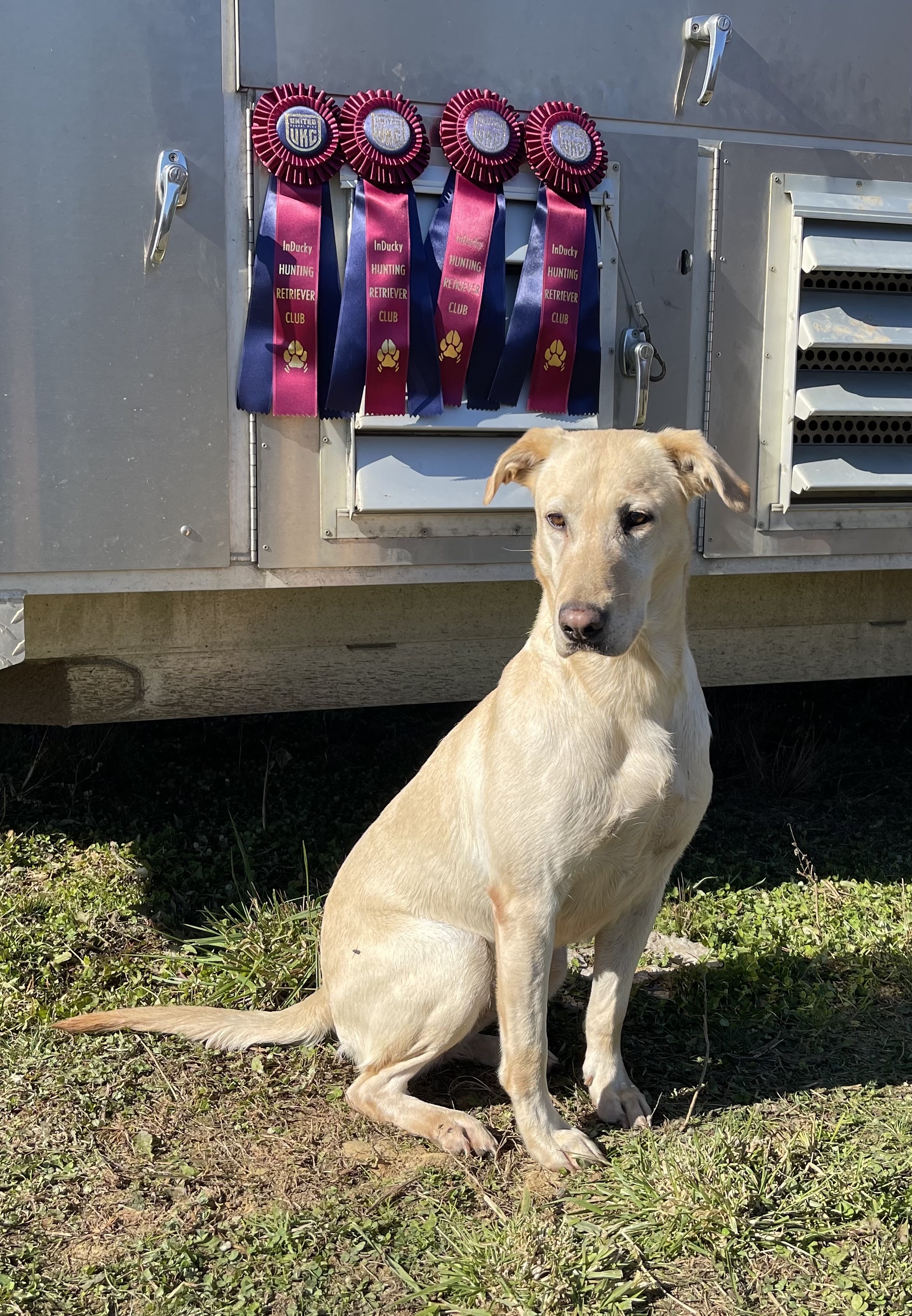 HRCH UH Goose Creek's Josie | Yellow Labrador Retriver