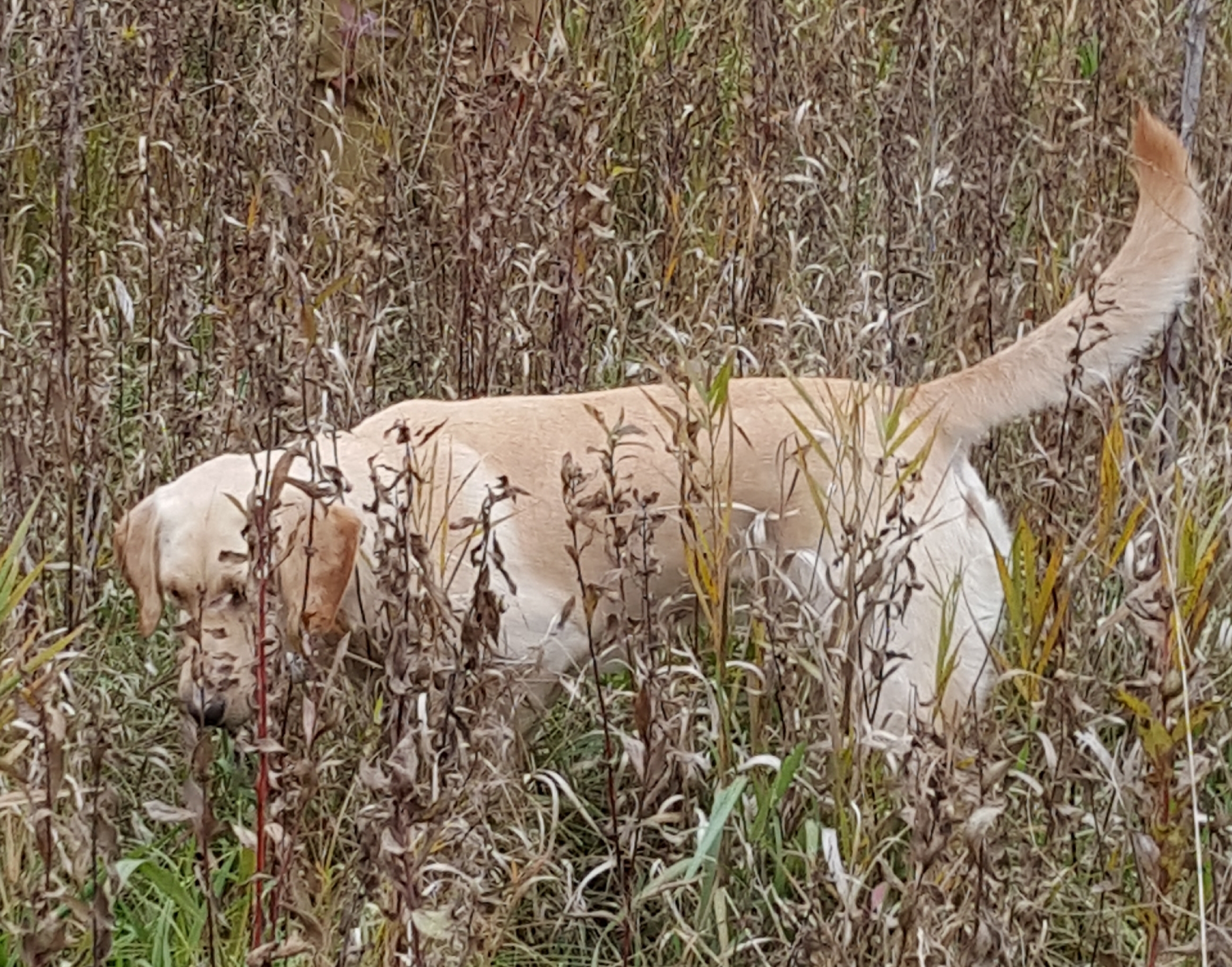 4xGMPR TC Lanoue's Little Miss 410 Remington SH | Yellow Labrador Retriver