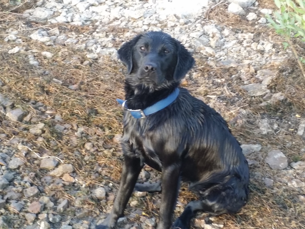 Beartooth's Otterbridge Blue Grouse | Black Labrador Retriver