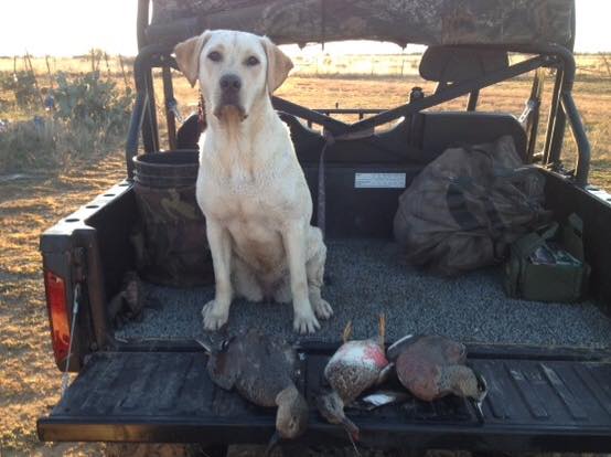 Carey's Cash Loves The Dove JH | Yellow Labrador Retriver