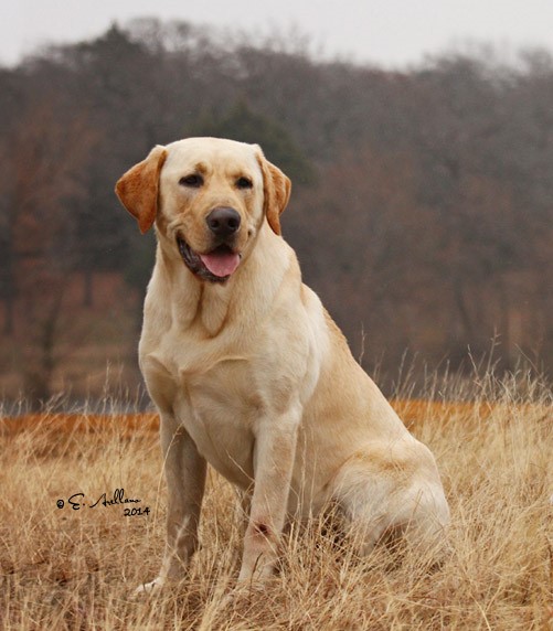 Carey's Cash Yellow Rebel Reload JH | Yellow Labrador Retriver