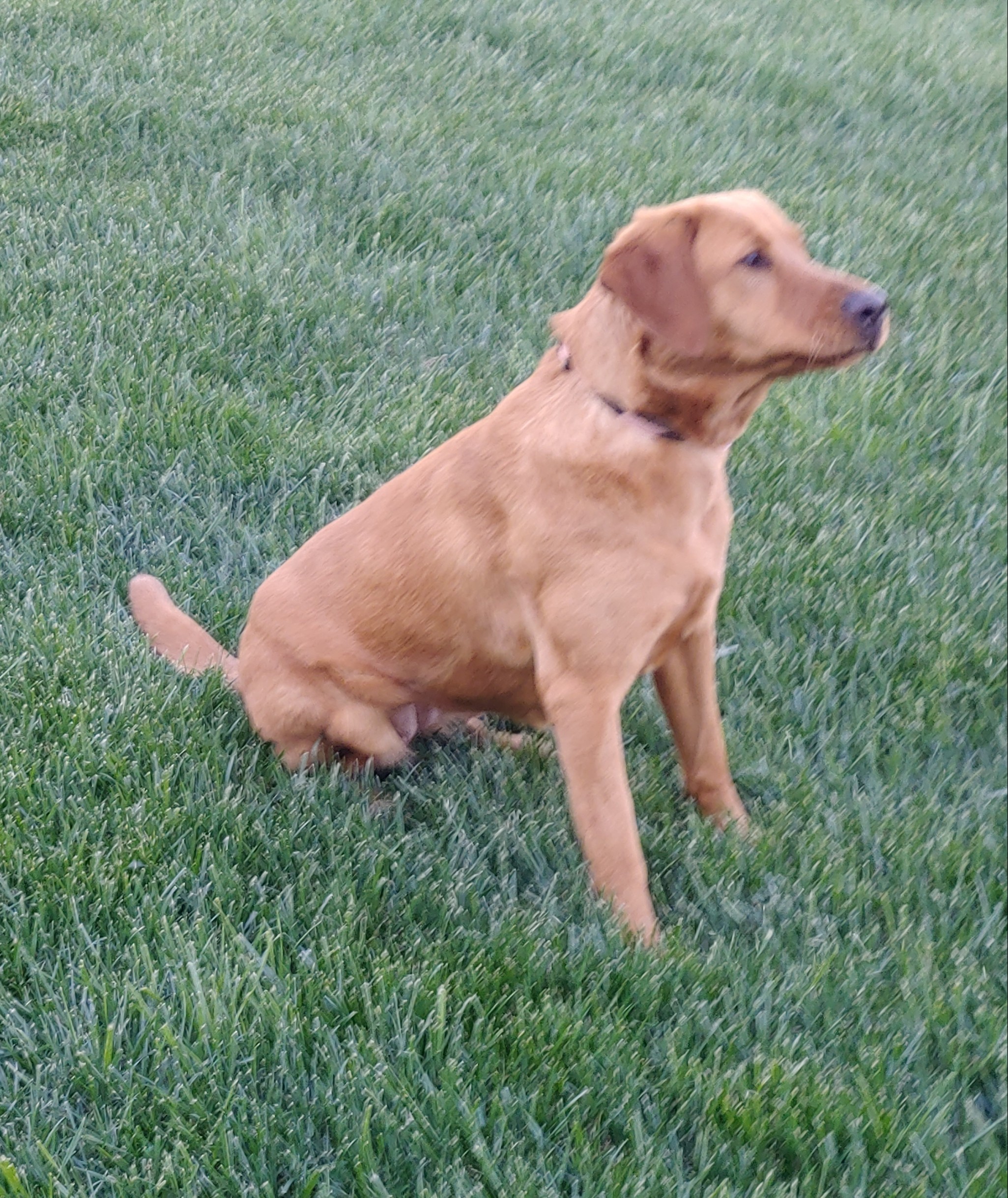 Sunflowers Journey In The Summer Breeze | Yellow Labrador Retriver