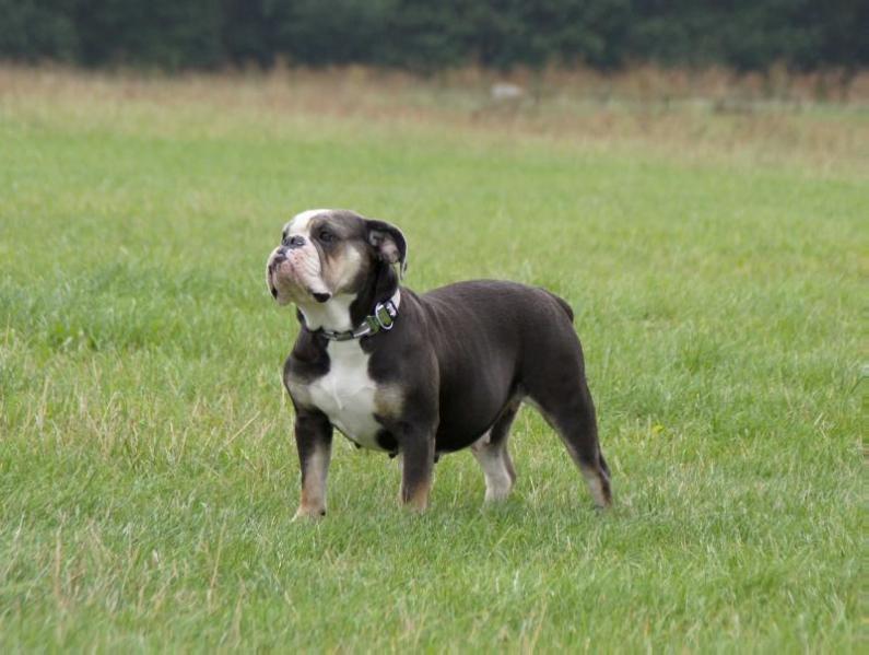 Romeni's Jonna | Olde English Bulldogge 