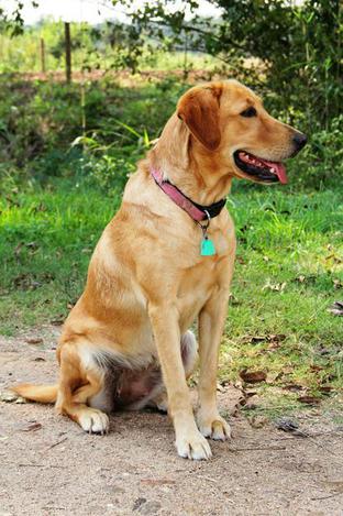 Caney Creek's Queen Sofia Of Spain | Yellow Labrador Retriver