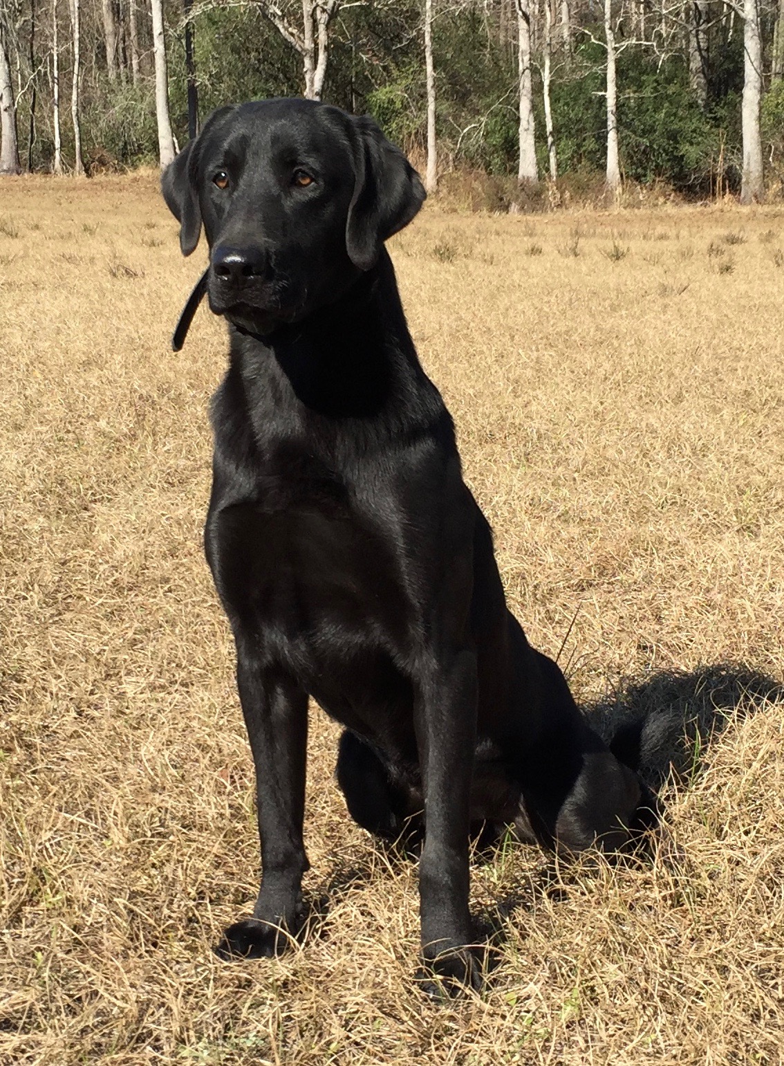 Roseberry Cooper | Black Labrador Retriver