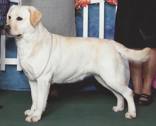 Am GCH Conclusion's Banana | Yellow Labrador Retriver