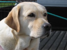 CH Conclusion's Sage RN | UNKN Labrador Retriver