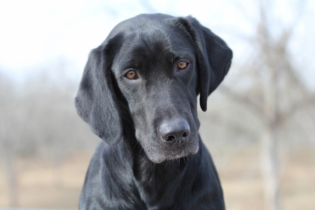 Isabel La Catolica | Black Labrador Retriver