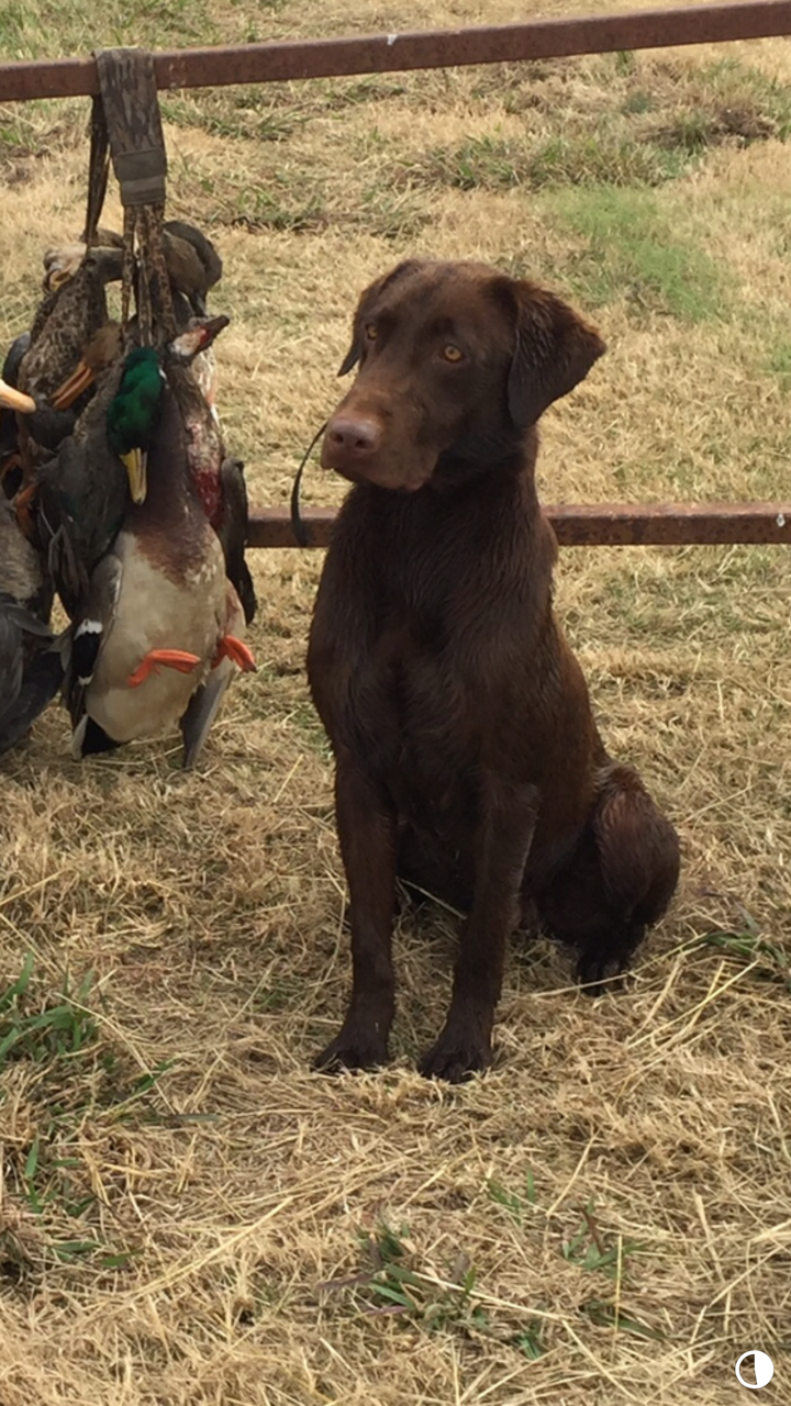 HR Kim’s Blue Howdy Do | Chocolate Labrador Retriver