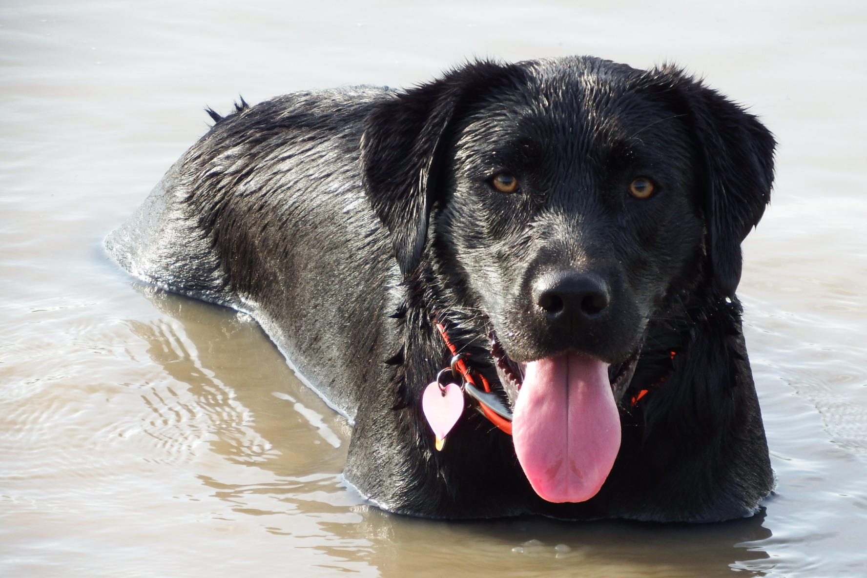 Twisted Rivers Burnin It Down | Black Labrador Retriver