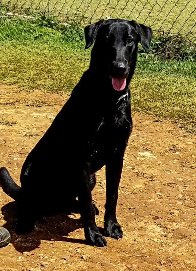 Poncho De La Isla Encantada | Black Labrador Retriver