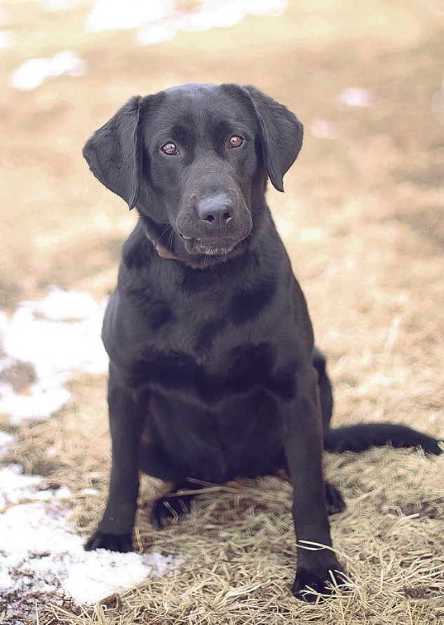 Rainwaters Esther | Black Labrador Retriver