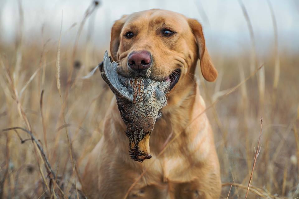 HRCH Prairie Coteau Citori | Yellow Labrador Retriver