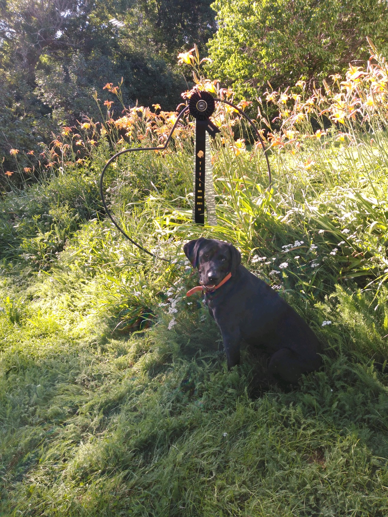 HR Prairie Coteau Dakota Rose | Black Labrador Retriver