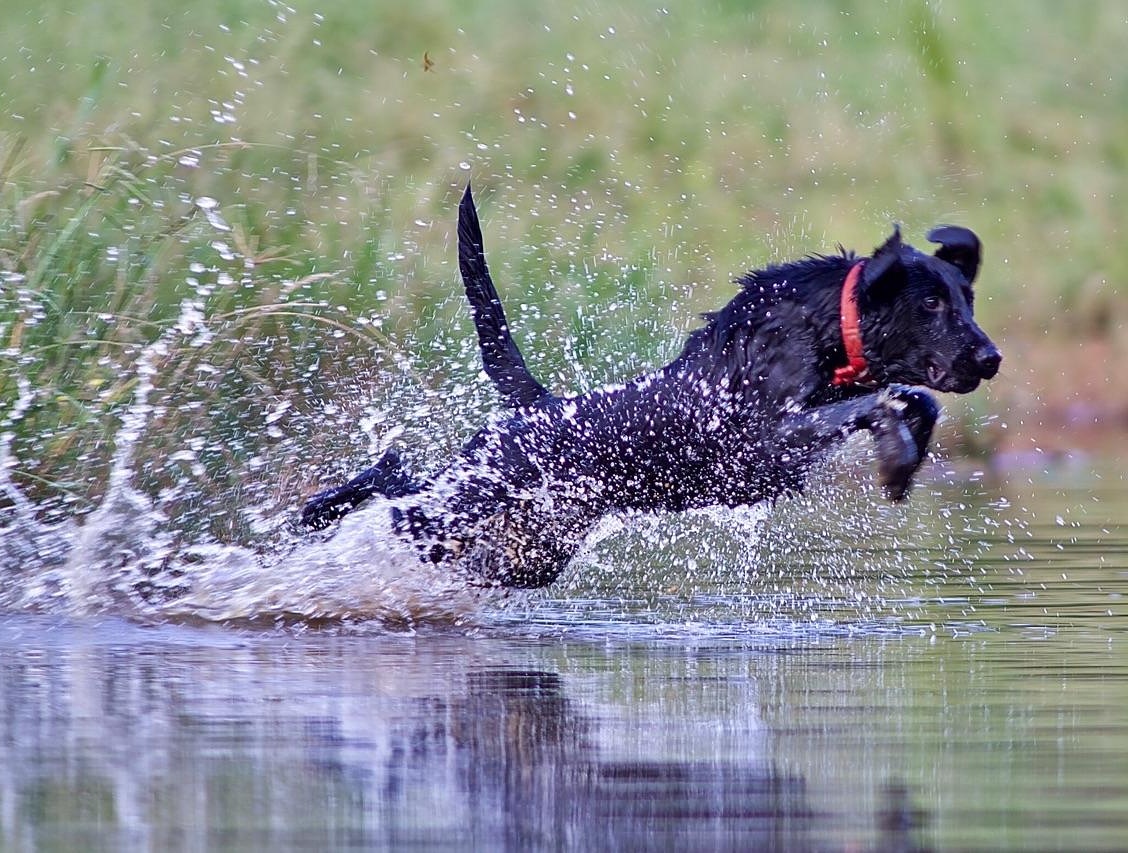 Nicks Ace Of Spades SH | Black Labrador Retriver