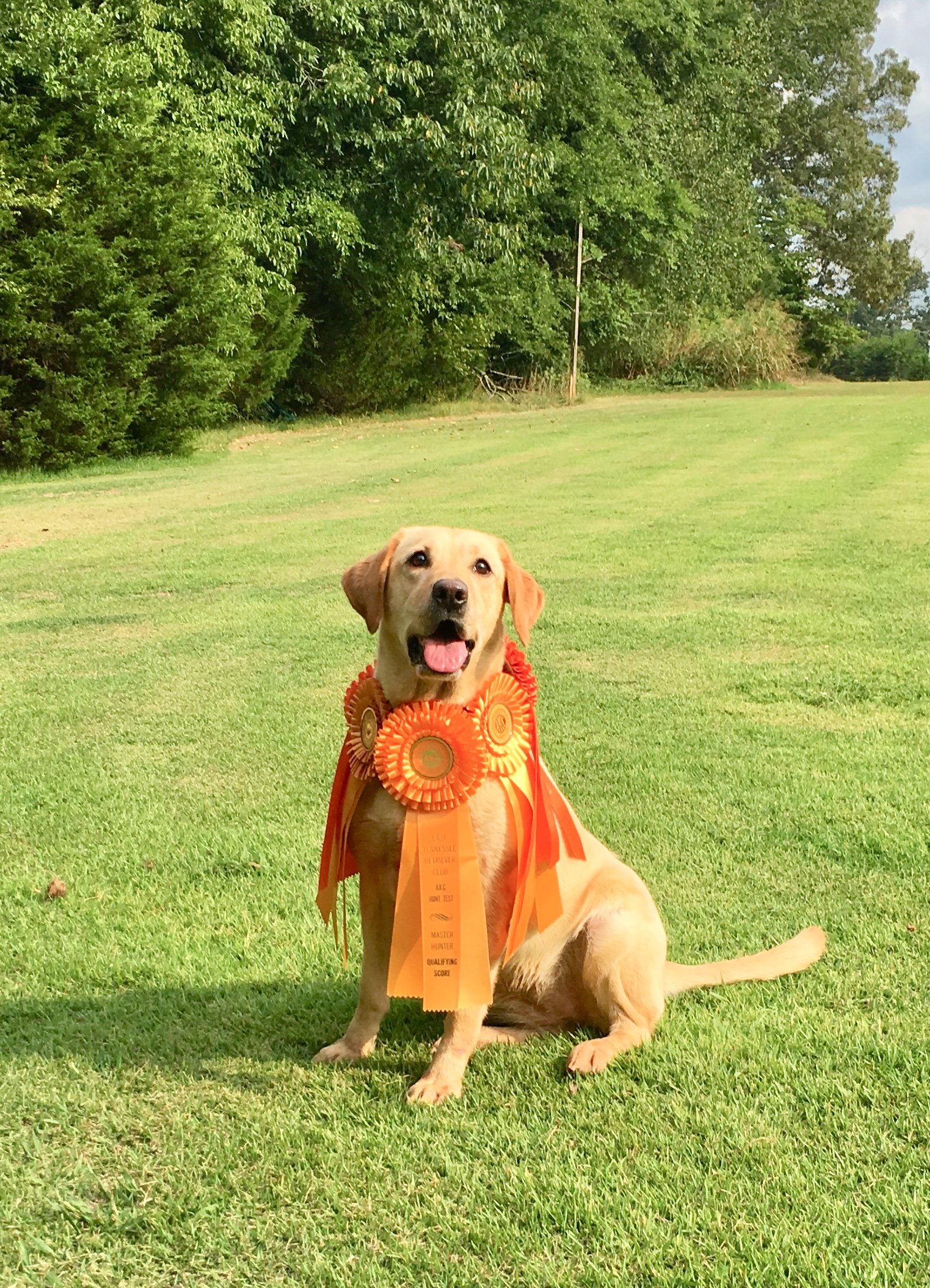 Cam’s Bella MH | Yellow Labrador Retriver