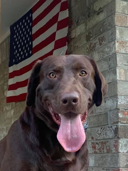 WyngMaster Screamin' Boomer | Chocolate Labrador Retriver