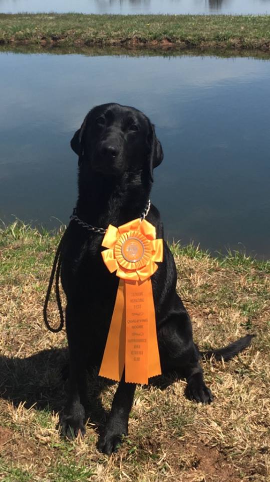 C And C Southern Spice SH WCX | Black Labrador Retriver