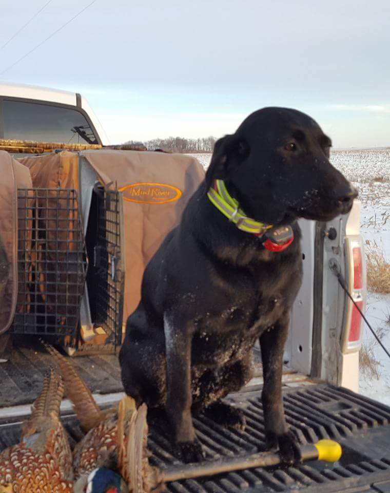 CPR Keystone Pistol Annies Got True Grit | Black Labrador Retriver