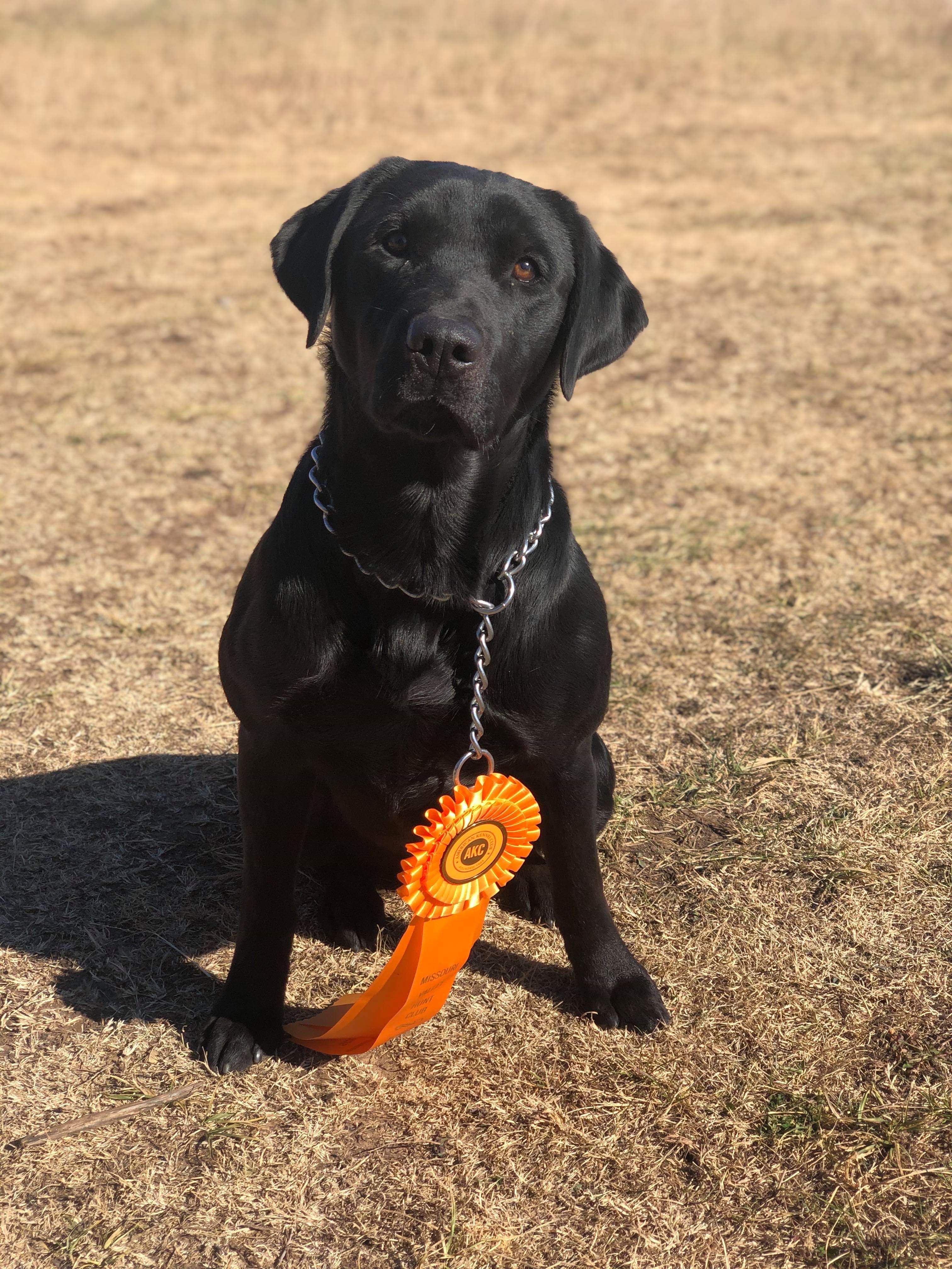 4xGMPR GRHRCH Midwest's Wing Magic Jumping Jax MH QAA | Black Labrador Retriver