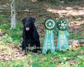 4xGMPR GRHRCH Midwest's Wing Magic Jumping Jax MH QAA | Black Labrador Retriver