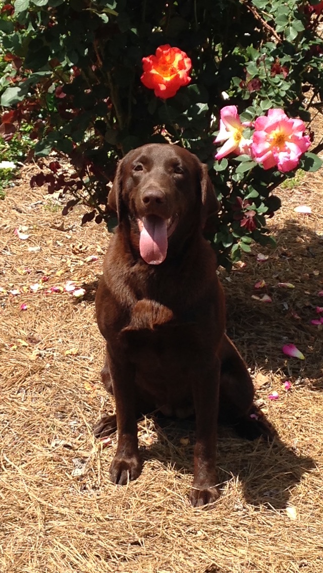 HRCH Agent's Z Zora Jane Riptide Star | Chocolate Labrador Retriver