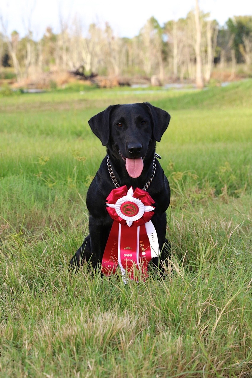 HR Queen Of Southern Bells Macy | Black Labrador Retriver