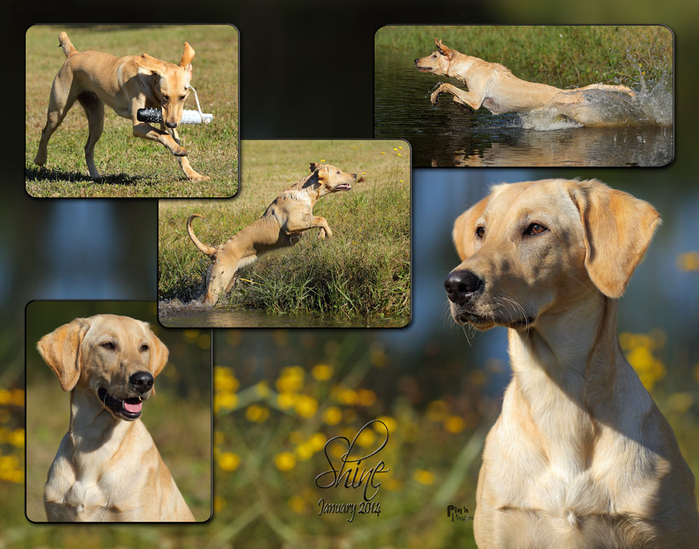 MACH SHR Eromit's White Lightning Shine JH MXG MJC MFB T2B CGC WC DS | Yellow Labrador Retriver