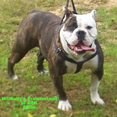 HillBully's PromiseLand of DSK | Olde English Bulldogge 