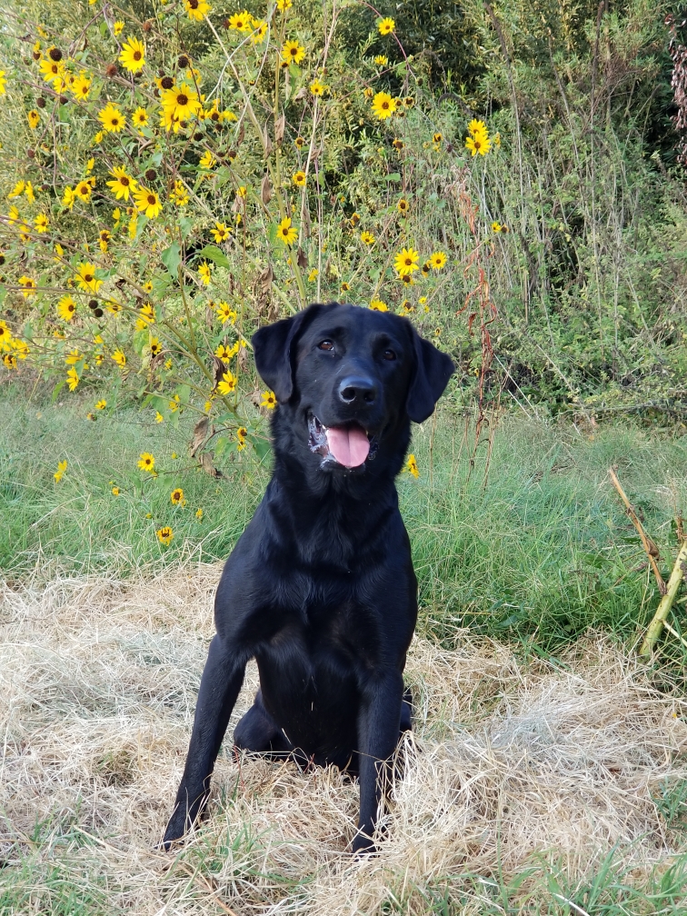 Sealion`s Priceless MH,CD,RA,NA,TKA,QAA | Black Labrador Retriver