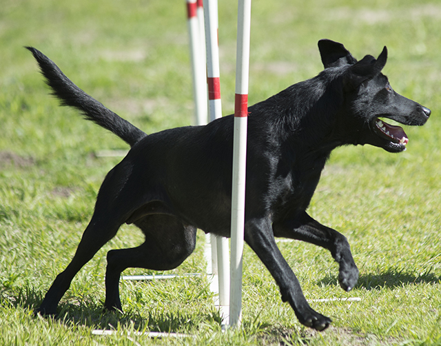 Sealion`s Visa Black JH,RA,NA,NAJ,CD,TKA | Black Labrador Retriver