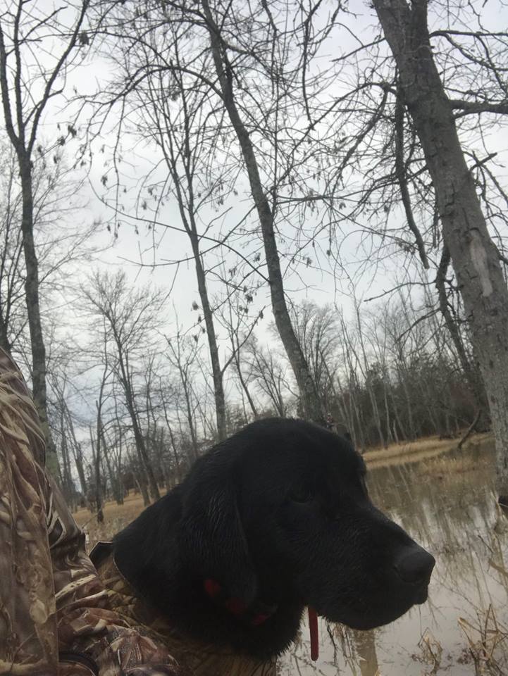 C And C's Southern Gentleman JH | Black Labrador Retriver