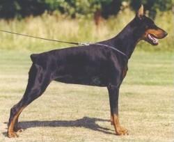 Themis v.h. Blauwhof | Black Doberman Pinscher