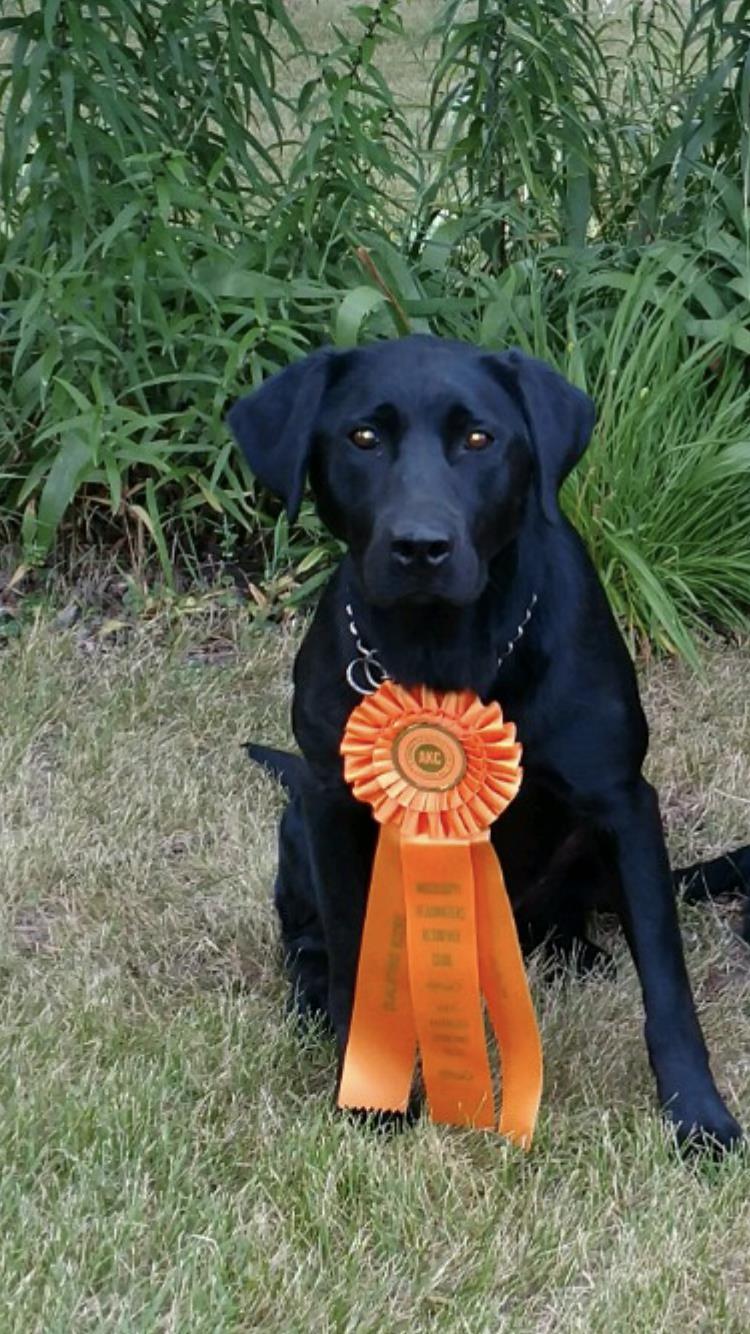 Wild Oaks Find The Snitch SH | Black Labrador Retriver