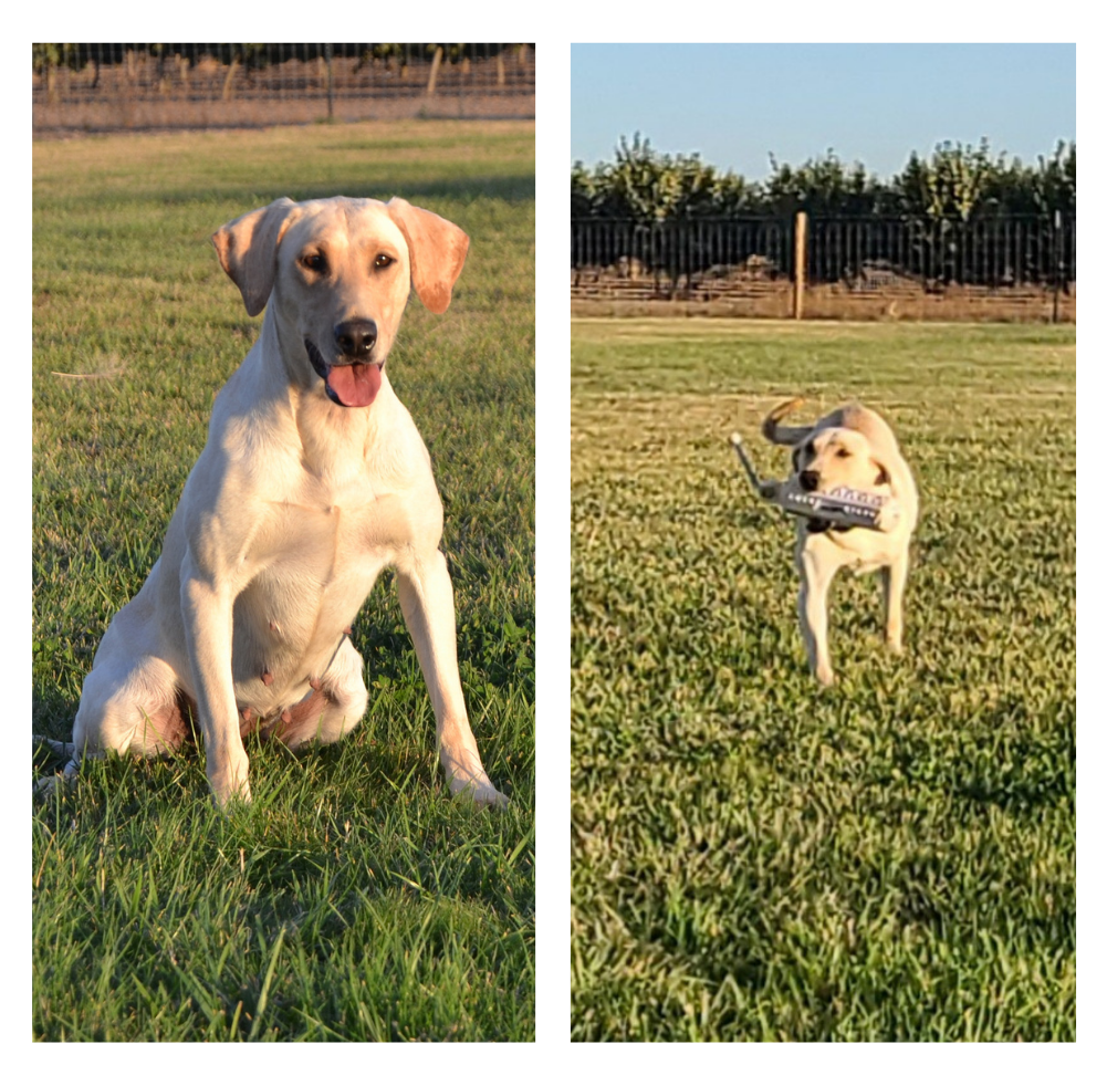 Jolor's Sophia | Yellow Labrador Retriver