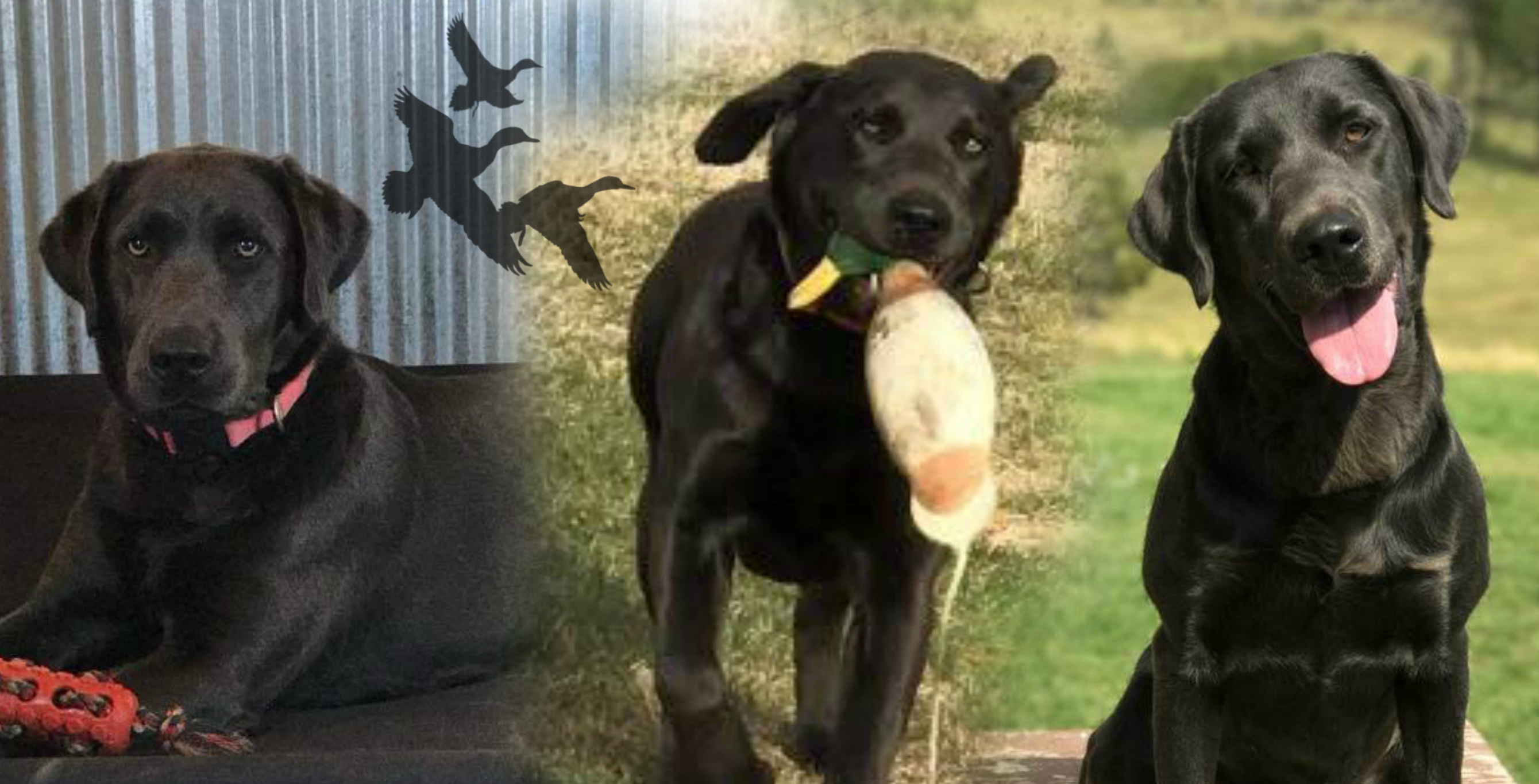 Fsr Dakota’s Hands Up Don’t Shoot | Black Labrador Retriver