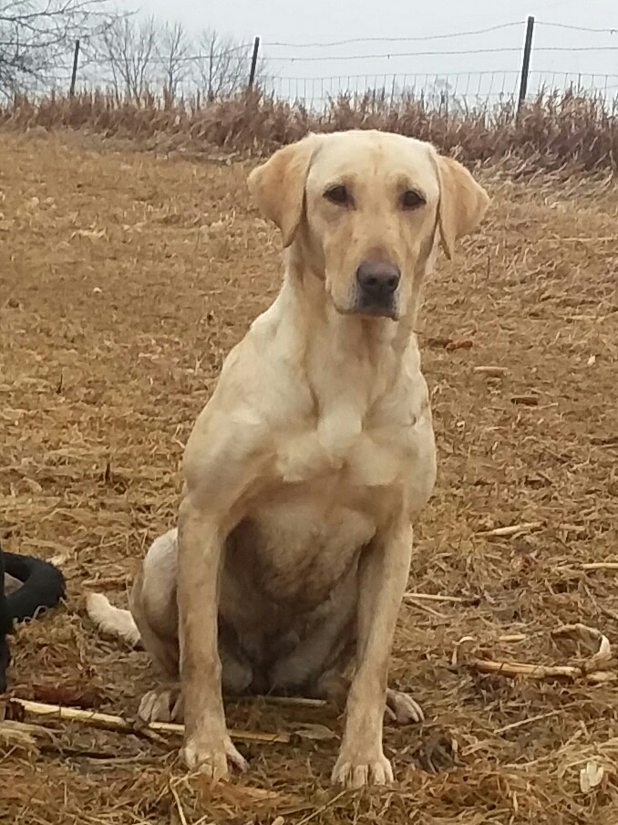 Kell's Next Generation | Yellow Labrador Retriver