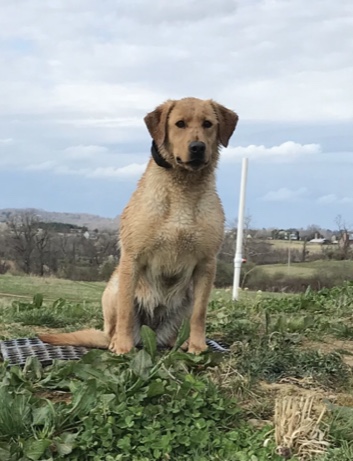 Low Friends In High Places | Yellow Labrador Retriver