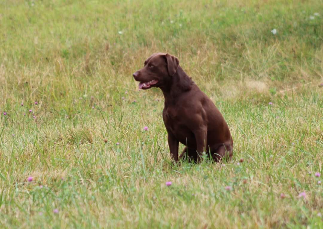 Trinity's Riptide Ashes SH | Chocolate Labrador Retriver