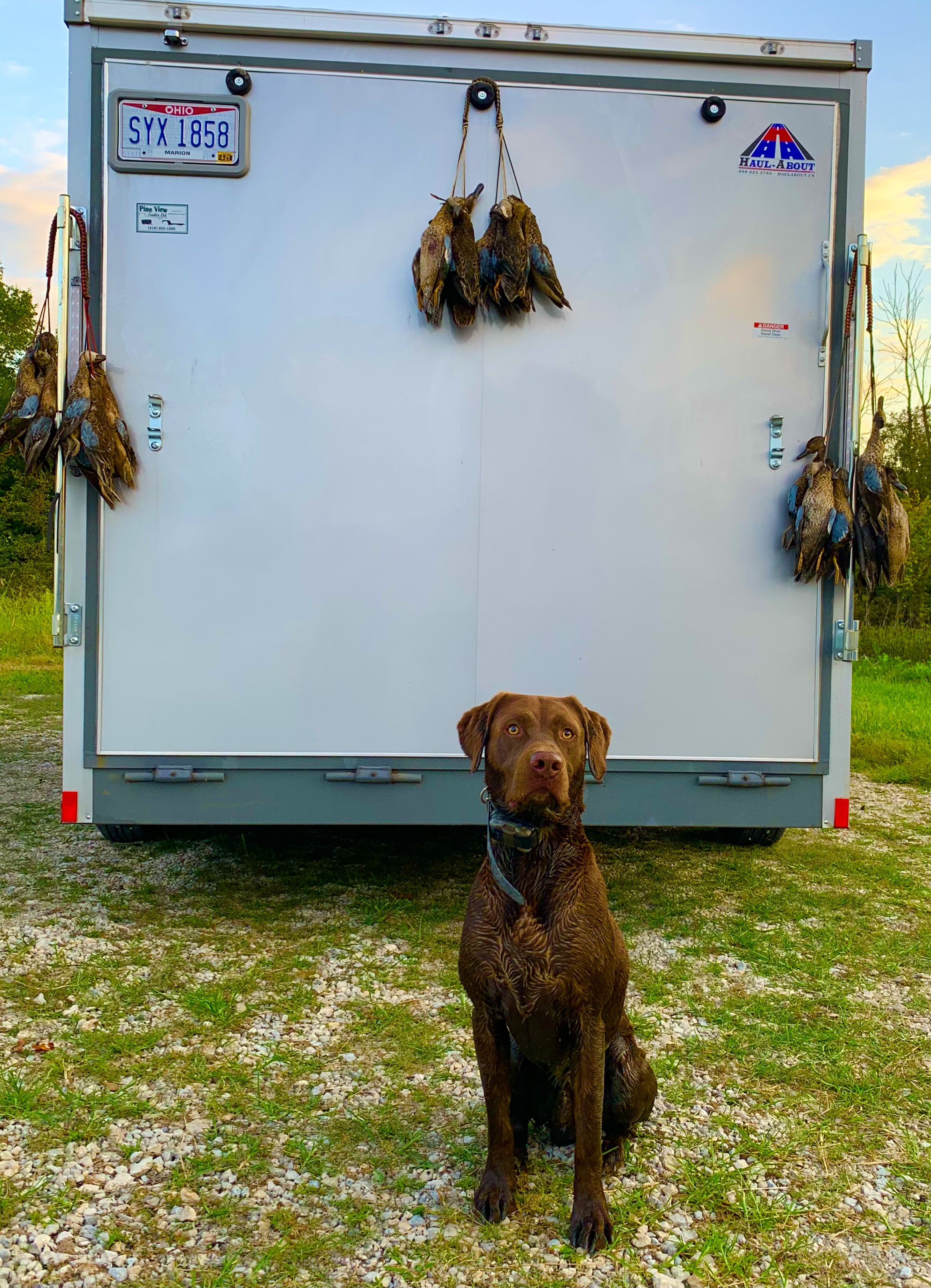 Trinity's Riptide Ashes SH | Chocolate Labrador Retriver