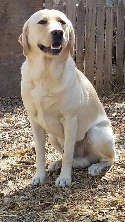 Gumbo The Wonder Pup | Yellow Labrador Retriver