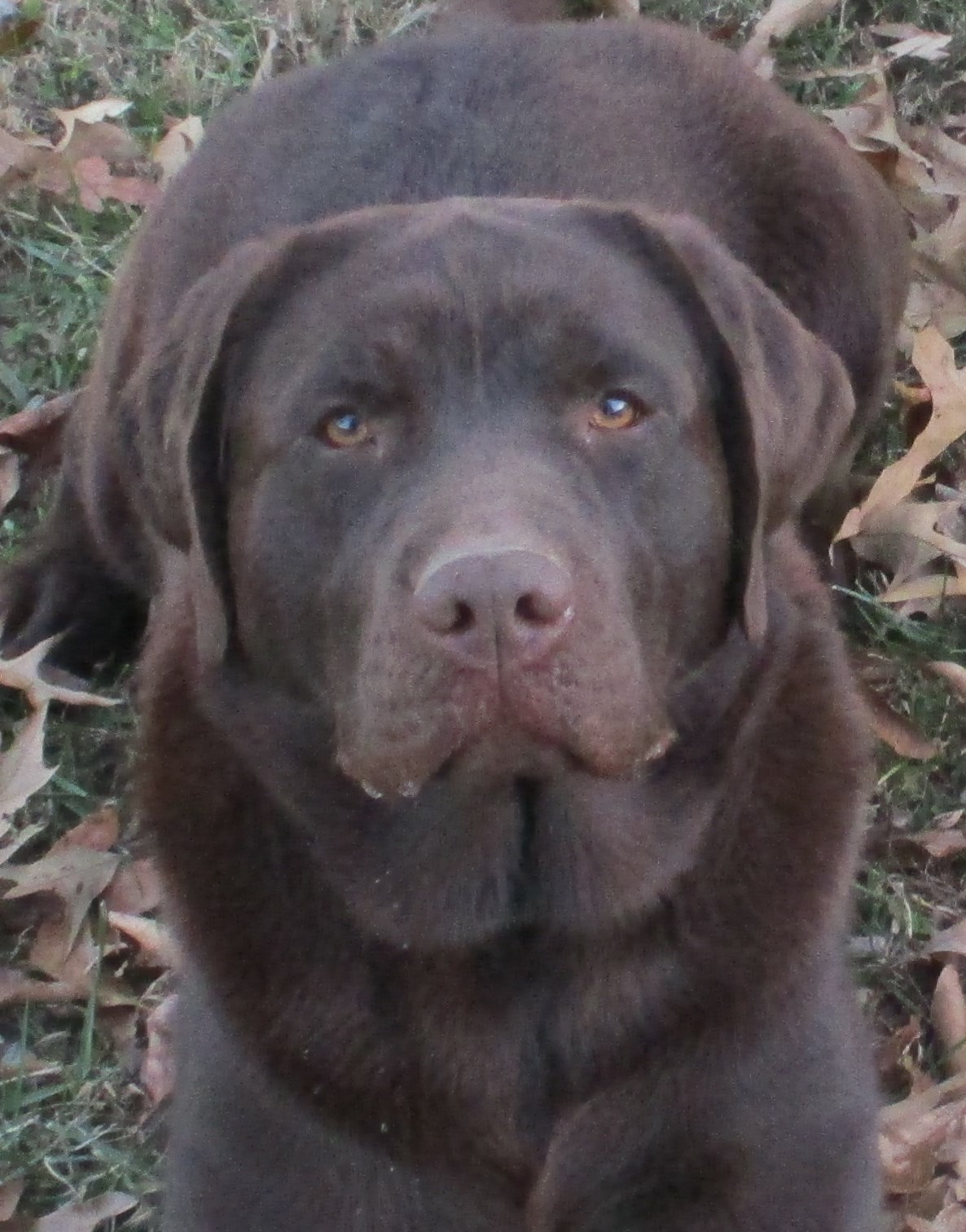 Wht Pines Bristol Baby | Chocolate Labrador Retriver