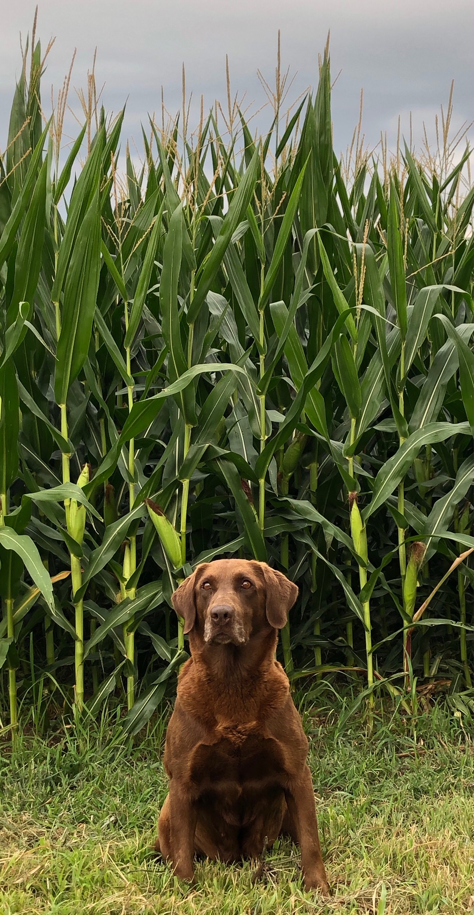 Elite’s Smoke On The Water | Chocolate Labrador Retriver