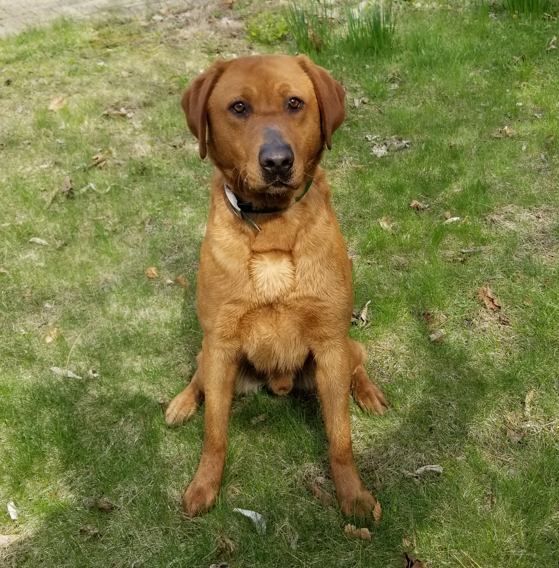 Red Hots Spark Of Koda | Yellow Labrador Retriver