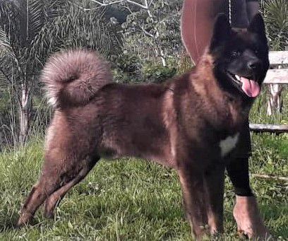 KAZAN BIG DOG'S HG | Akita 