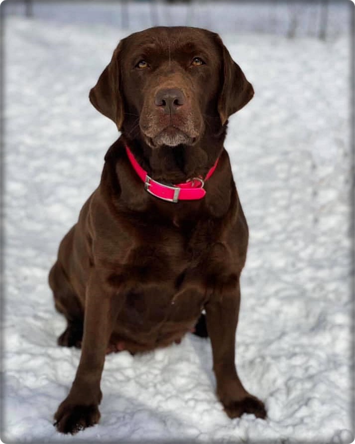 IntCH River's Reign Of Fire | Chocolate Labrador Retriver