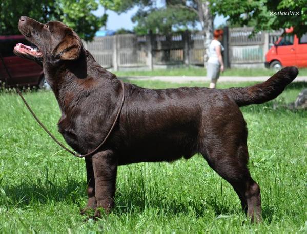 CHRUS CH UKR MOL BLR TCH UKR FT-DUCK Rainriver His Magesty | Chocolate Labrador Retriver